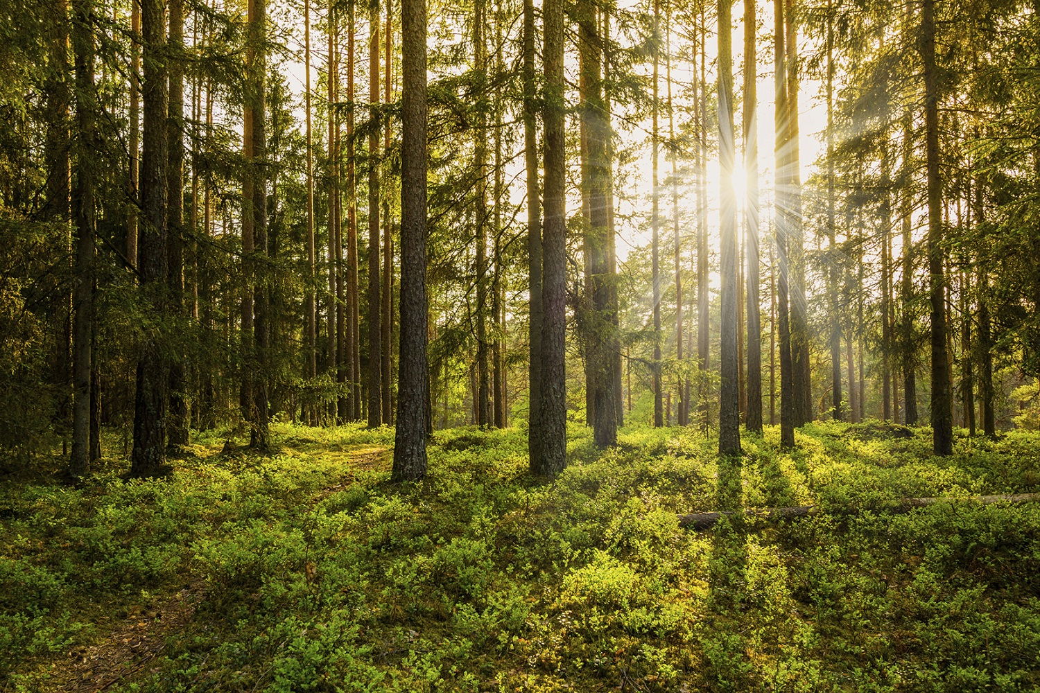Two Rivers Lumber Co. is expected to provide 55 jobs when it opens next year and a total of 95 eventually. (iStock)