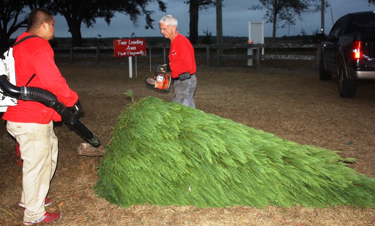 alabama christmas tree farms stay evergreen despite alabama christmas tree farms stay evergreen despite