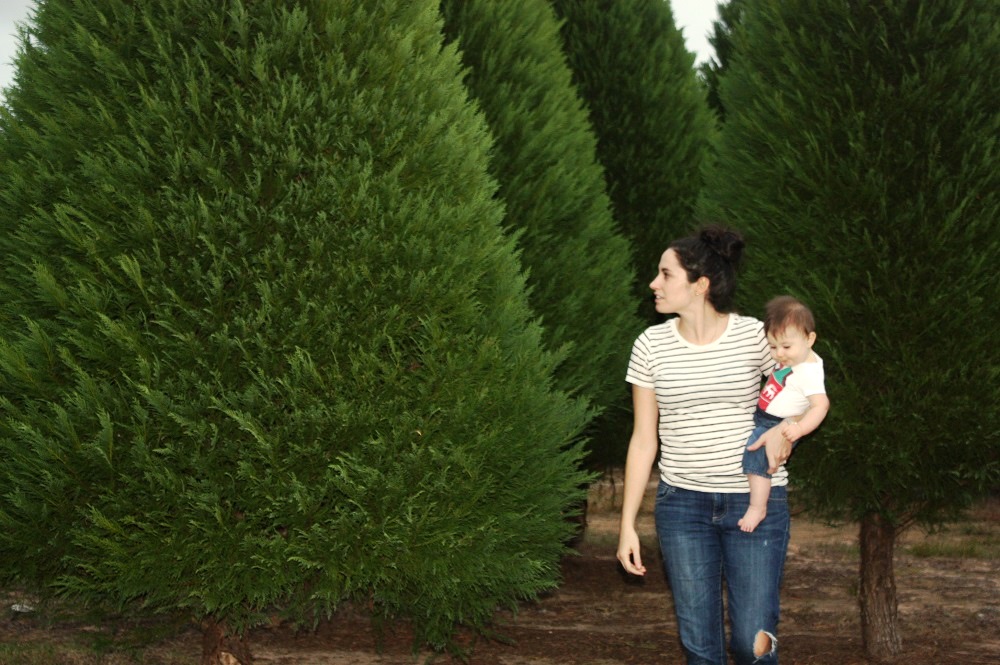 alabama christmas tree farms stay evergreen despite alabama christmas tree farms stay evergreen despite