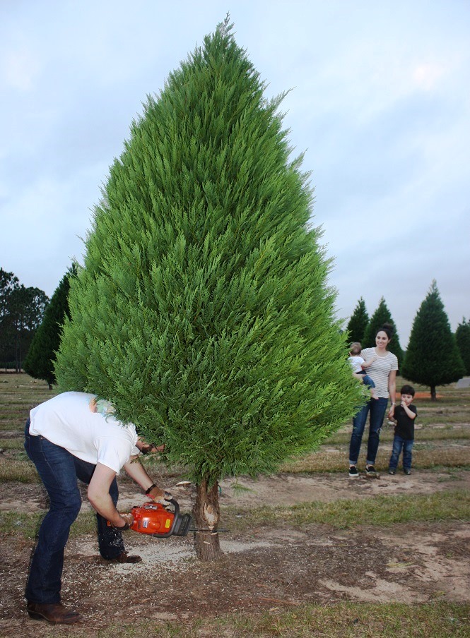alabama christmas tree farms stay evergreen despite alabama christmas tree farms stay evergreen despite