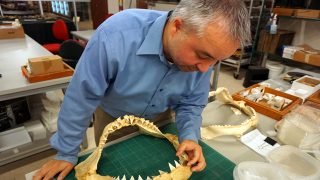 Research paper identifies early Ice Age shark teeth in Alabama