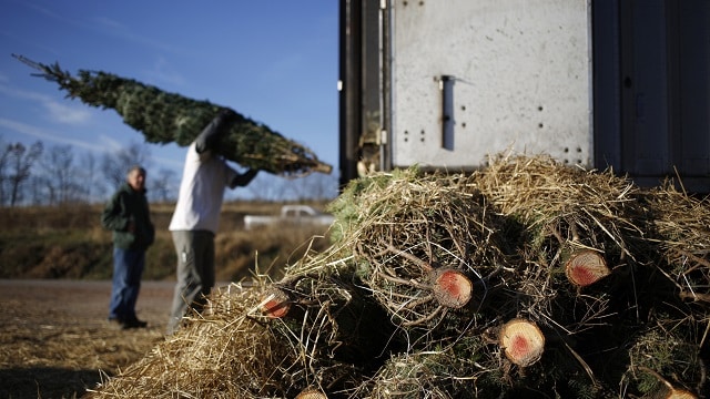 Stokoe Christmas Tree Farm wraps up season Stokoe Christmas Tree Farm wraps up season