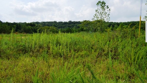 This site in Valley East Industrial Park is where Kamtek plans to build an $80 million aluminum casting plant. (Michael Tomberlin/Alabama NewsCenter)