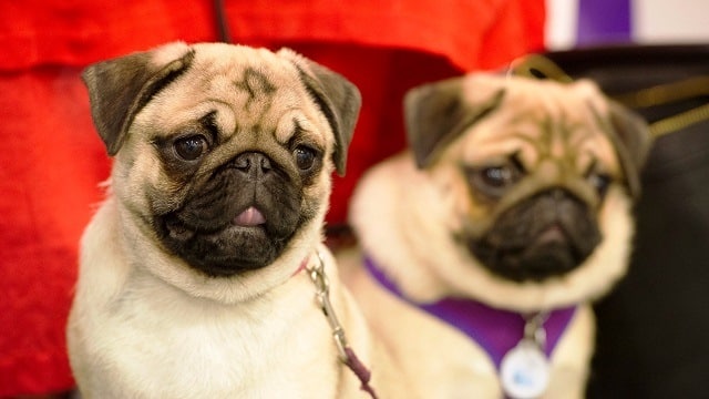 pugsFeature