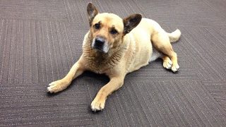 Stray dog finds love and comfort at Alabama Power plant