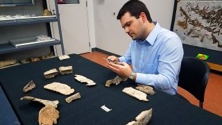 75-million-year-old sea turtle fossil in Alabama a key discovery
