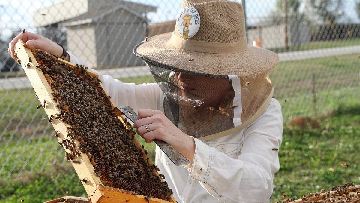 Fresh Birmingham Bee Pollen – Foxhound Bee Company