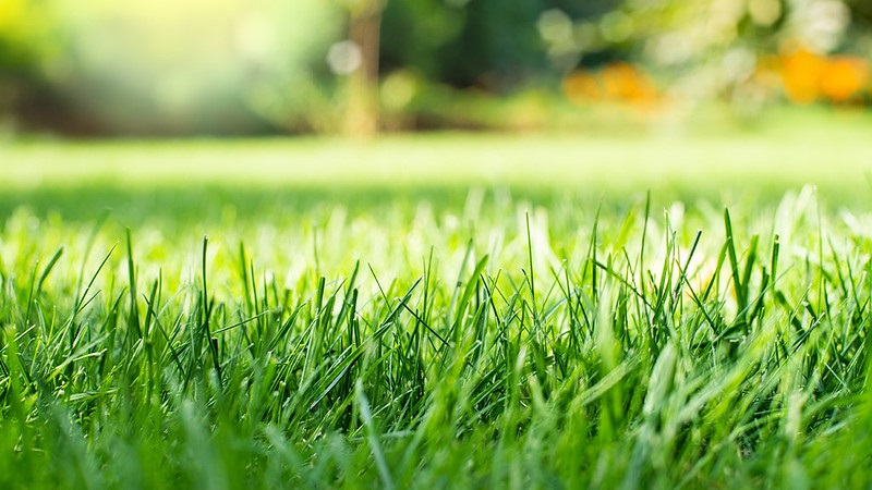 Alabama lawn care: Auburn University specialist offers tips on watering, fertilizing and mowing this summer